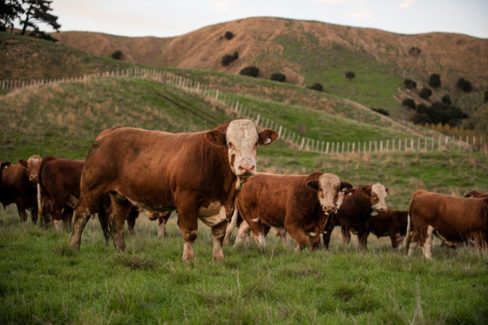 Gold-Creek-SImmentals-Our-Philosophy