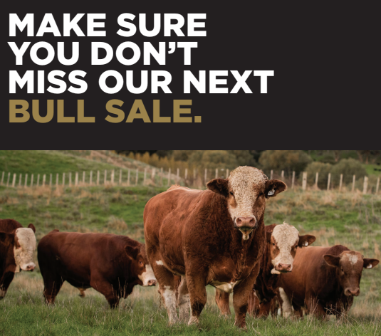 Gold-Creek-Simmentals-bull-sales