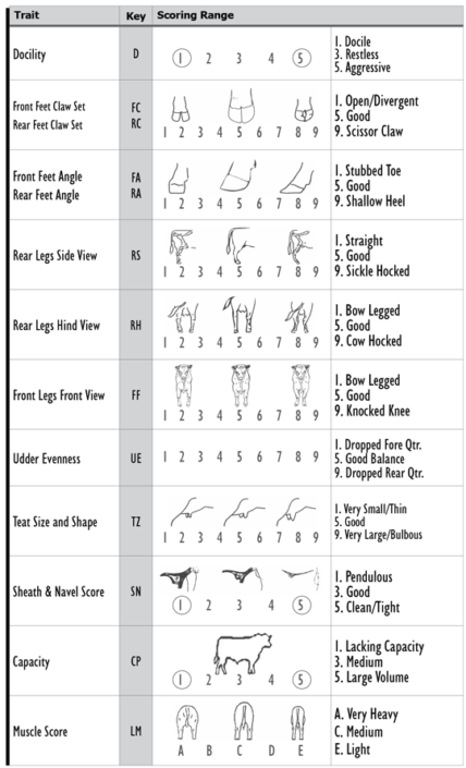 BEEF CLASS EXPLAINED - Gold Creek Simmentals