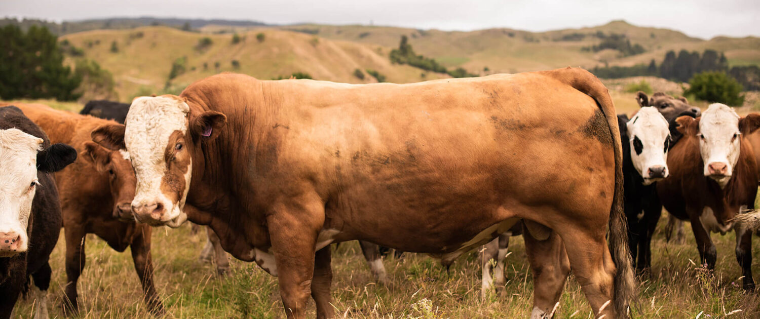 Gold-Creek-Simmental-Bulls-NZ