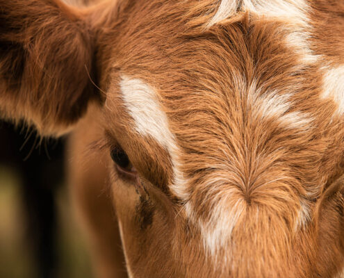 Gold-Creek-Simmentals-Breeding-Bull