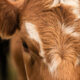 Gold-Creek-Simmentals-Breeding-Bull