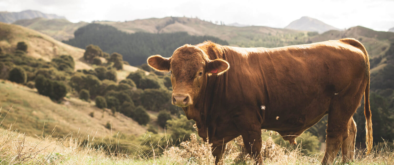 Gold-Creek-Simmentals-Bulls-Breeding-NZ