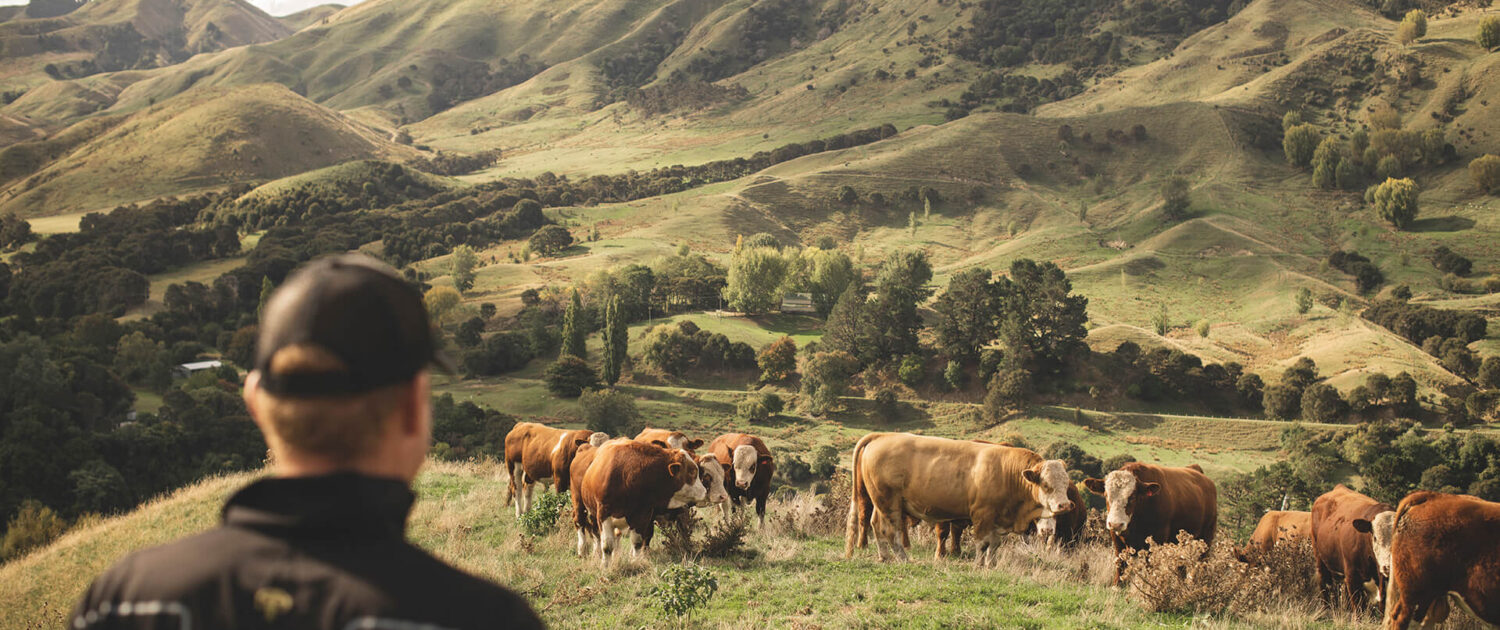 Gold-Creek-Simmentals-Bulls-Breeds-New-Zealand