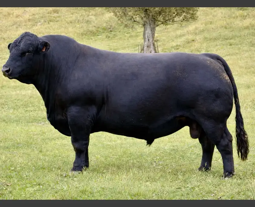 Gold-Creek-Black-Simmentals-homebreed-sire