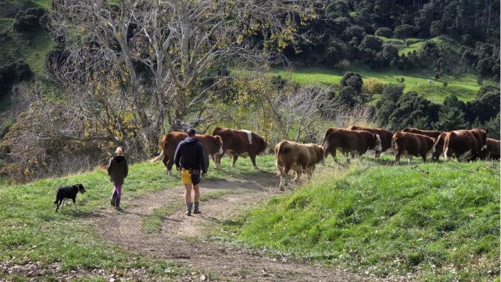 Gold-Creek-Farm-Bull-Sale-Breeding