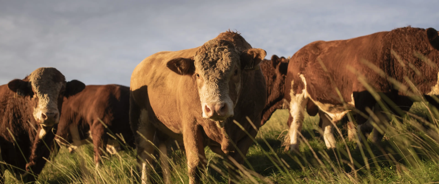 Gold-Creek-Herd-NZ