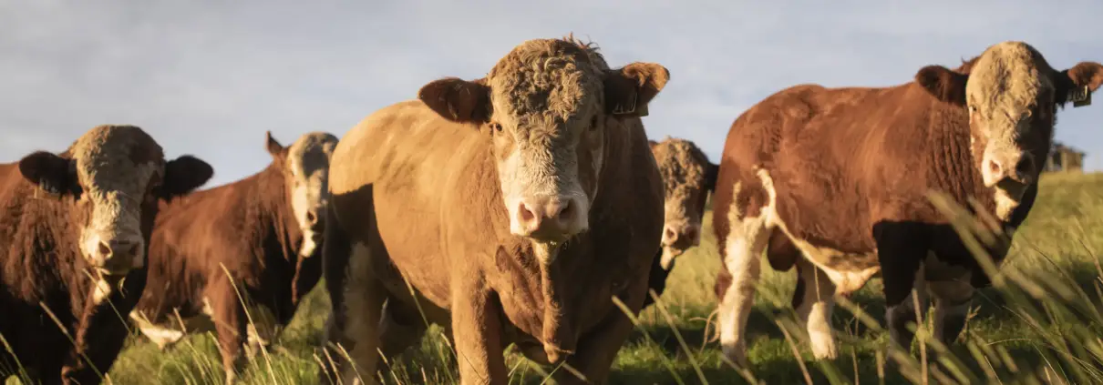 Gold-Creek-Simmentals-Bull-Sales-New-Zealand