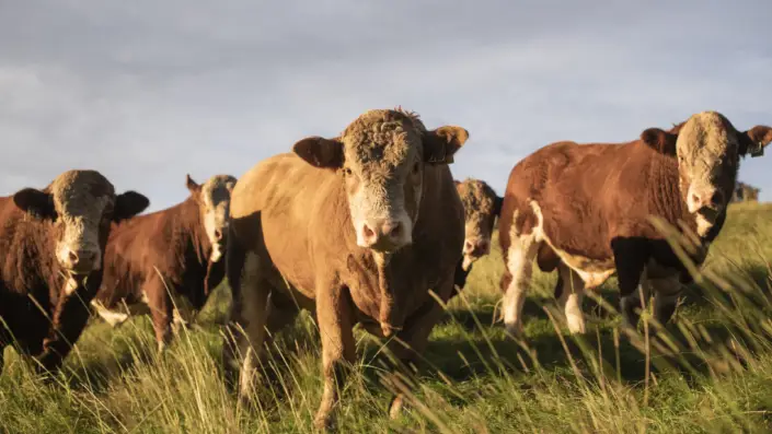 Gold-Creek-Simmentals-Bull-Sales-New-Zealand